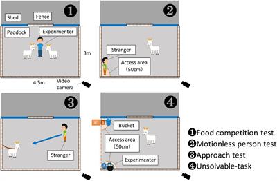 Goats’ Performance in Unsolvable Tasks Is Predicted by Their Reactivity Toward Humans, but Not Social Rank